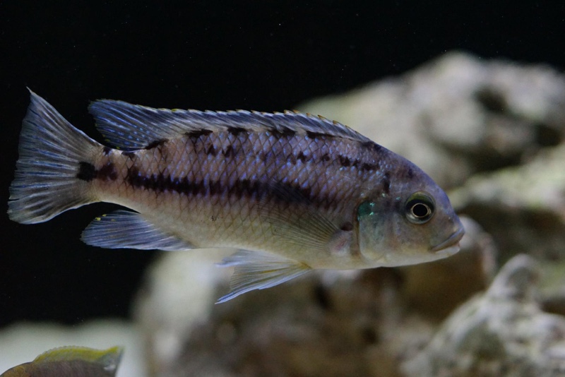 Petrotilapia genalutea 'Chimwalani Reef'